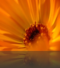 calendula